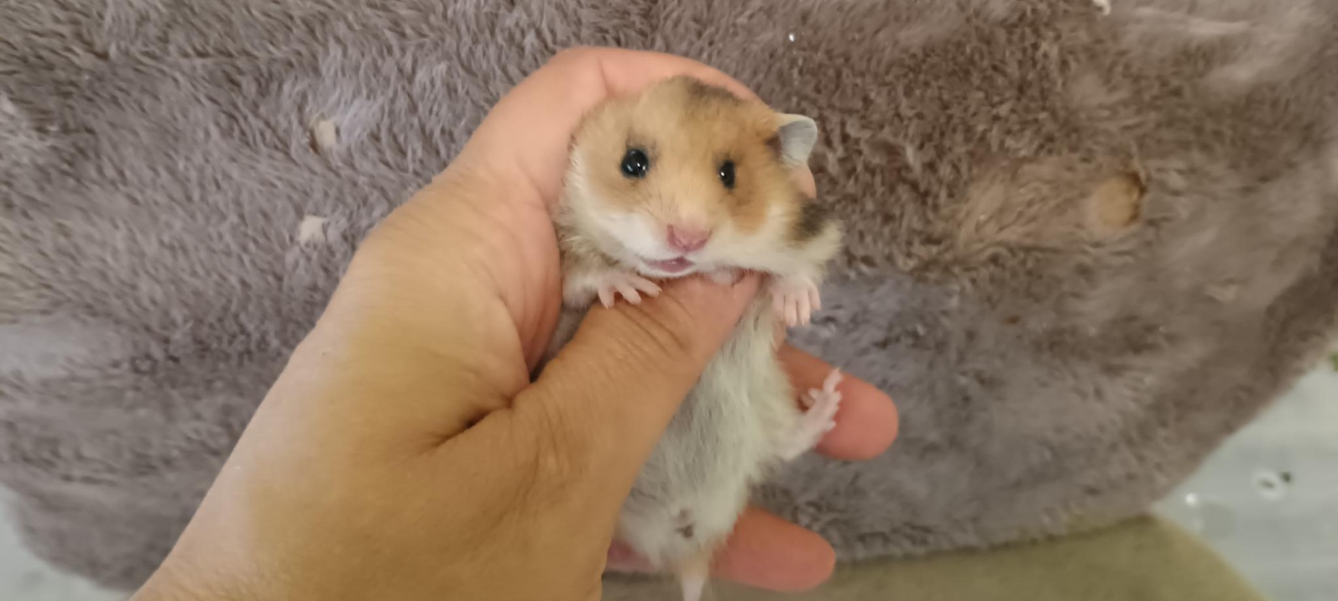 Sladká zlatá V NOVÉM DOMOVĚ