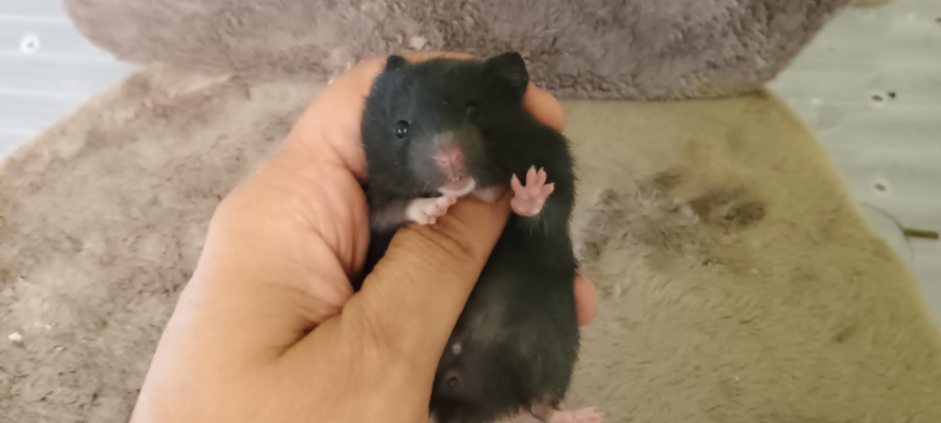 Snoopy černý VOLNÝ