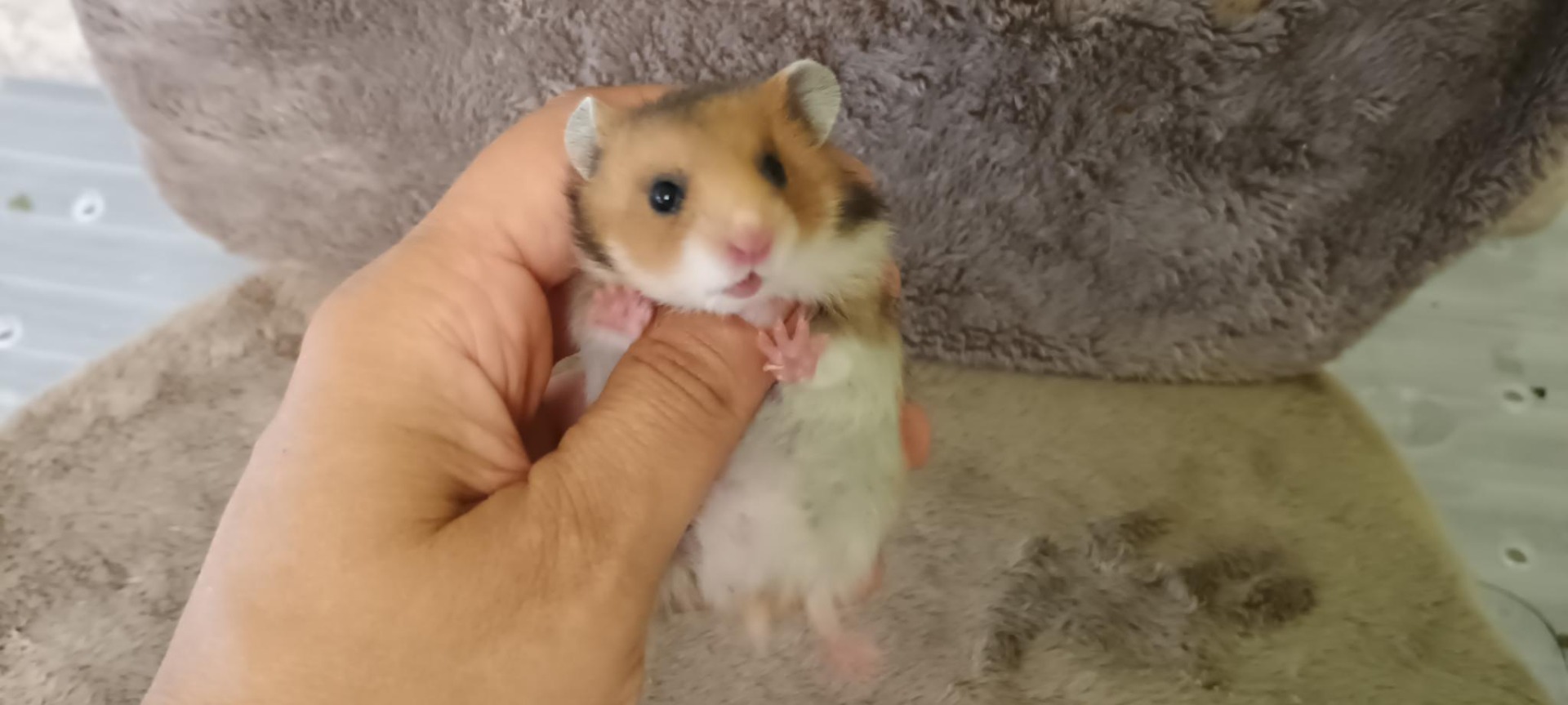 Siggi zlatý V NOVÉM DOMOVĚ