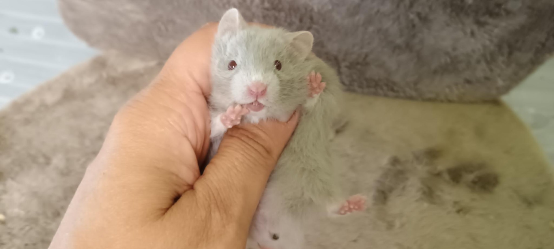 Simon dove V NOVÉM DOMOVĚ