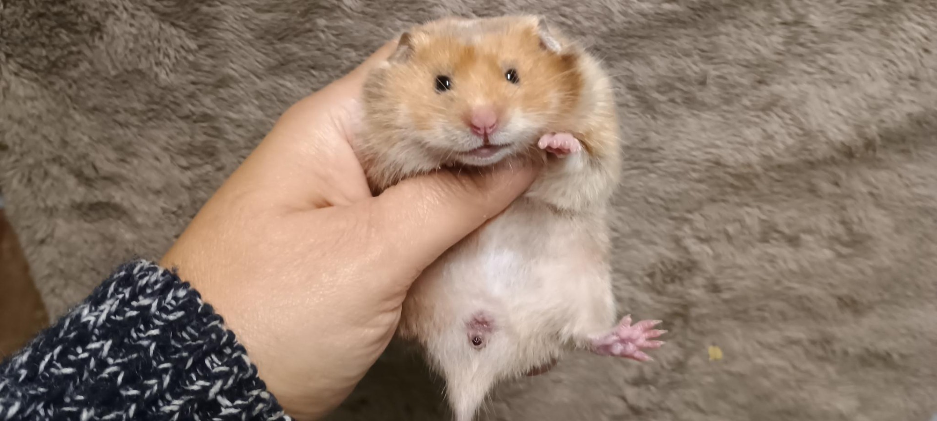 Rebelka krátkosrstá saténová rezavá želvovinová