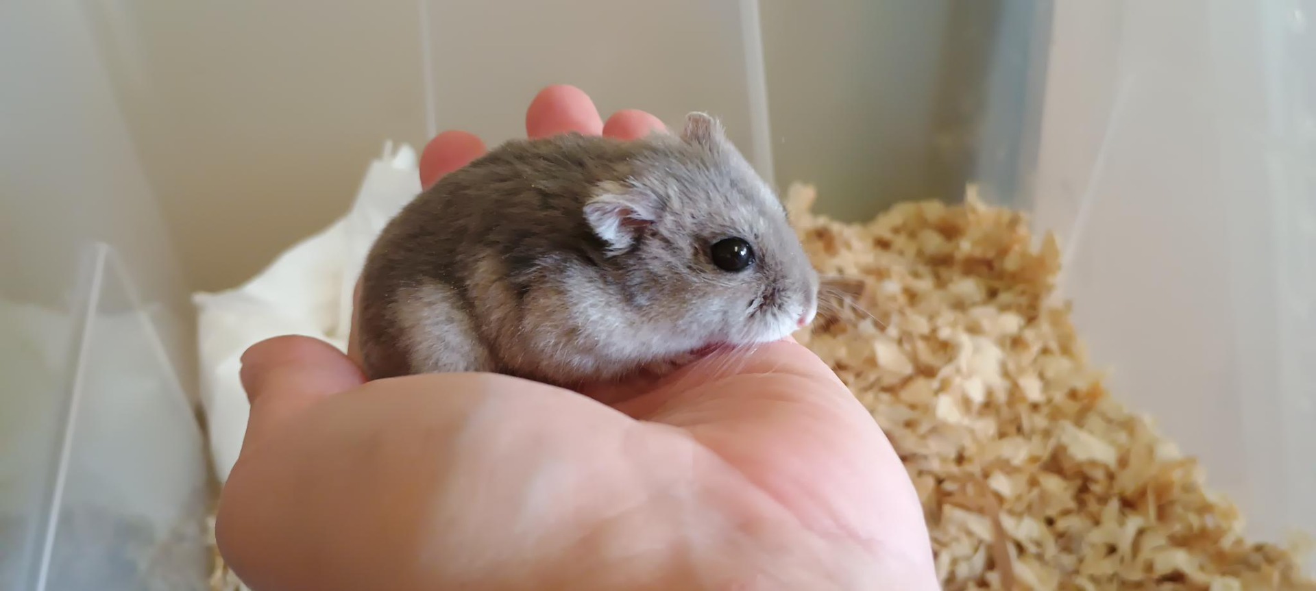 Dalia Mazlíček z Brna